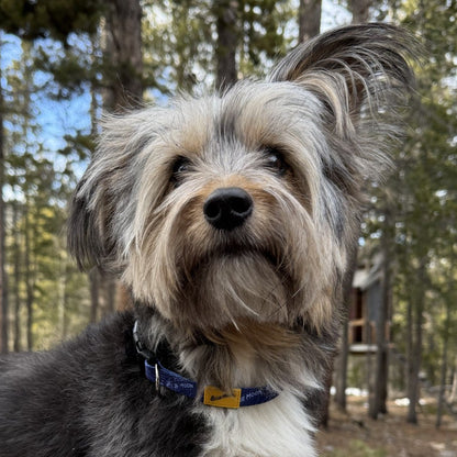 Nylon Dog Collar