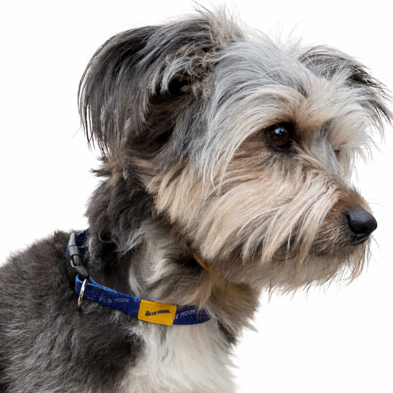Nylon Dog Collar